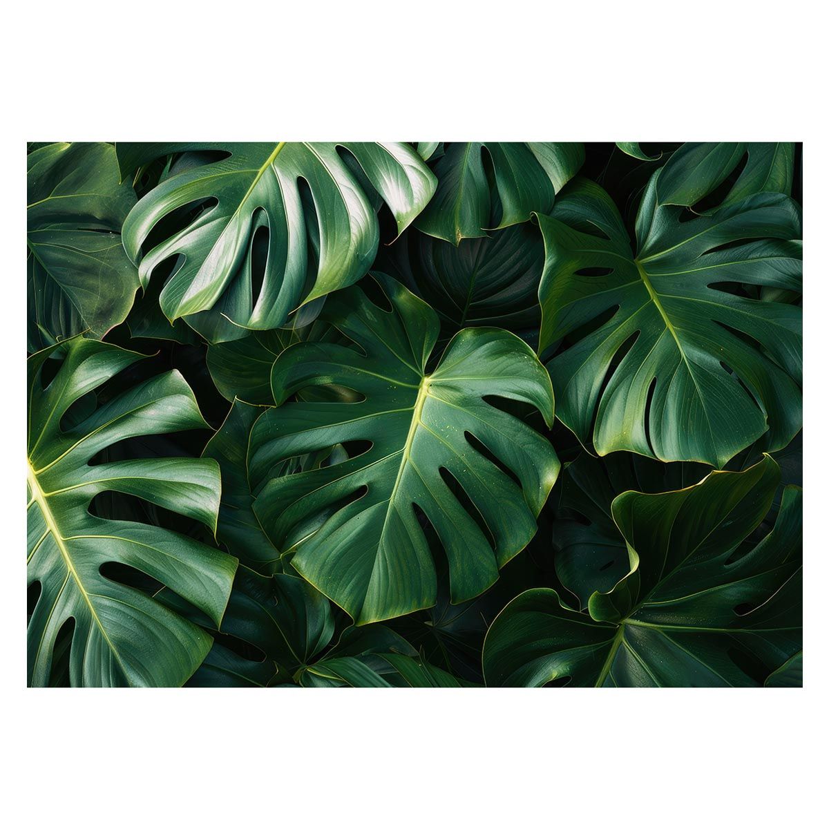 【A1サイズ（約59x84cm）】【lh-poster-4308】モンステラポスター トロピカル 熱帯植物 ハワイアン ボルシギアナ デリシオーサ アダンソニー 葉っぱ グリーン 植物 南国 インテリア アート