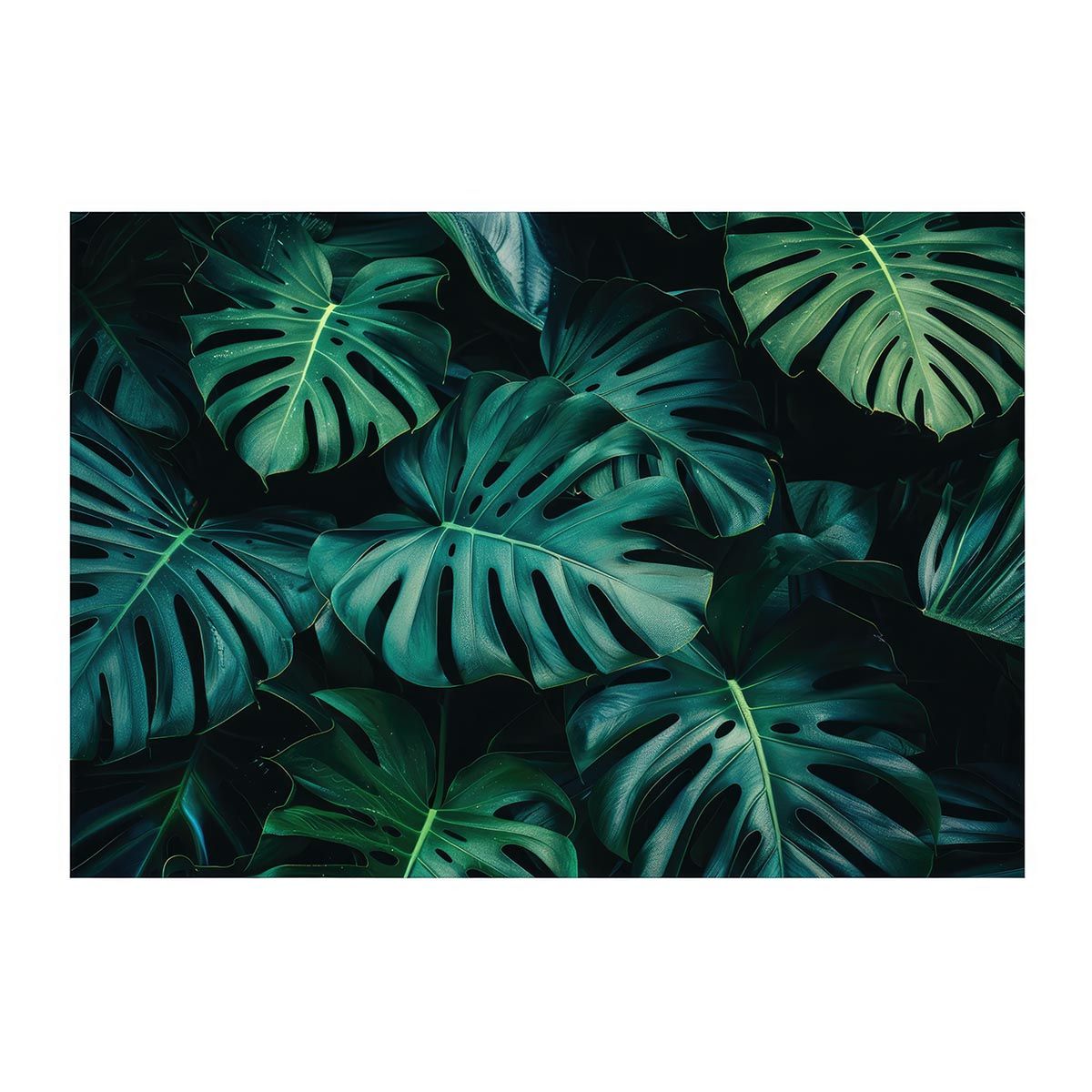 【B2サイズ（約51x73cm）】【lh-poster-4315】モンステラポスター トロピカル 熱帯植物 ハワイアン ボルシギアナ デリシオーサ アダンソニー 葉っぱ グリーン 植物 南国 インテリア アート