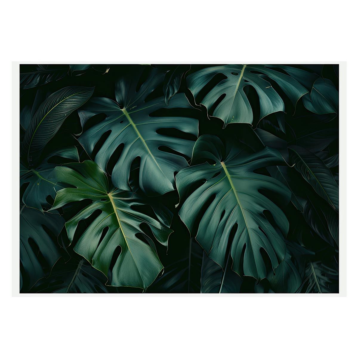 【A1サイズ（約59x84cm）】【lh-poster-4330】モンステラポスター トロピカル 熱帯植物 ハワイアン ボルシギアナ デリシオーサ アダンソニー 葉っぱ グリーン 植物 南国 インテリア アート