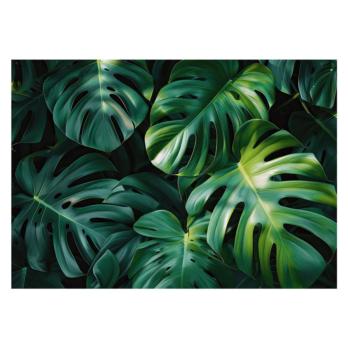 【B2サイズ（約51x73cm）】【lh-poster-4354】モンステラポスター トロピカル 熱帯植物 ハワイアン ボルシギアナ デリシオーサ アダンソニー 葉っぱ グリーン 植物 南国 インテリア アート