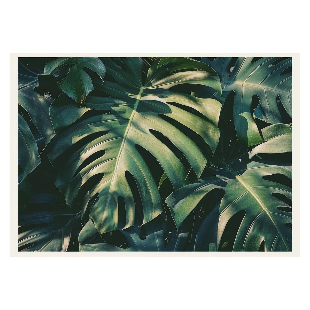 頑張人生専用 B2サイズ（約51x73cm）】【lh-poster-4358】モンステラポスター