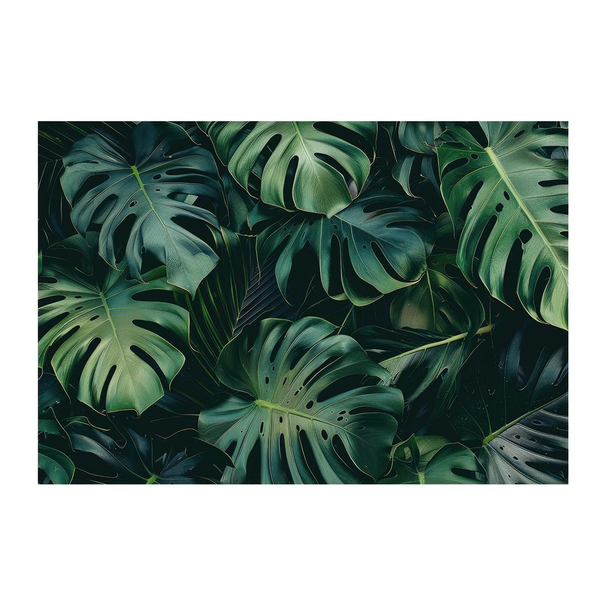 Adenia Pechuelli Seeds 10 pcs アデニアペチュエリー