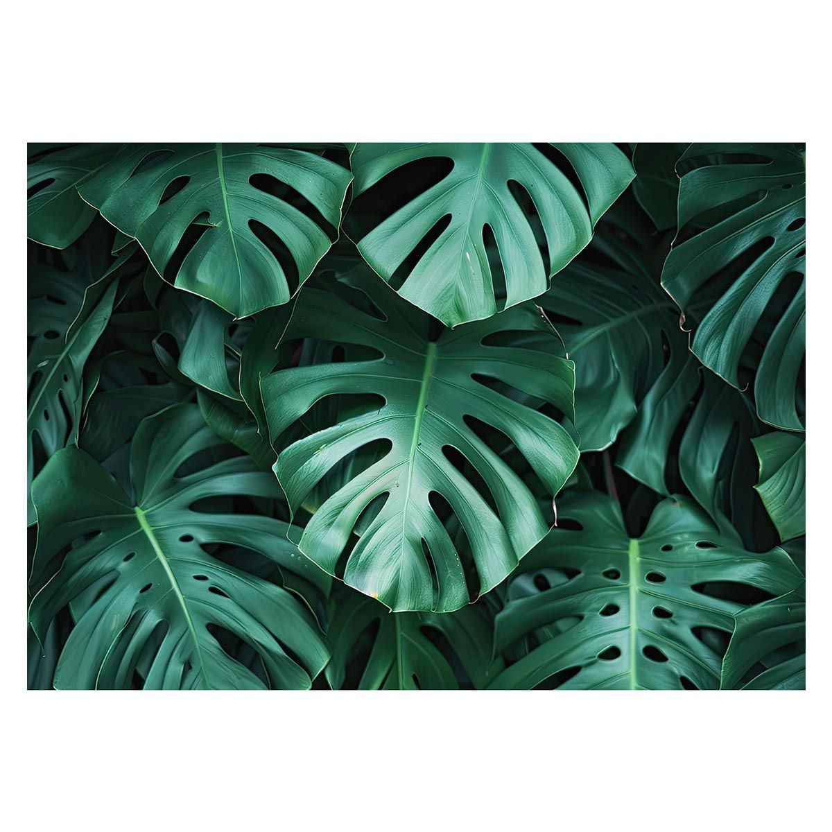 B1サイズ（約73x103cm）】【lh-poster-4403】モンステラポスター