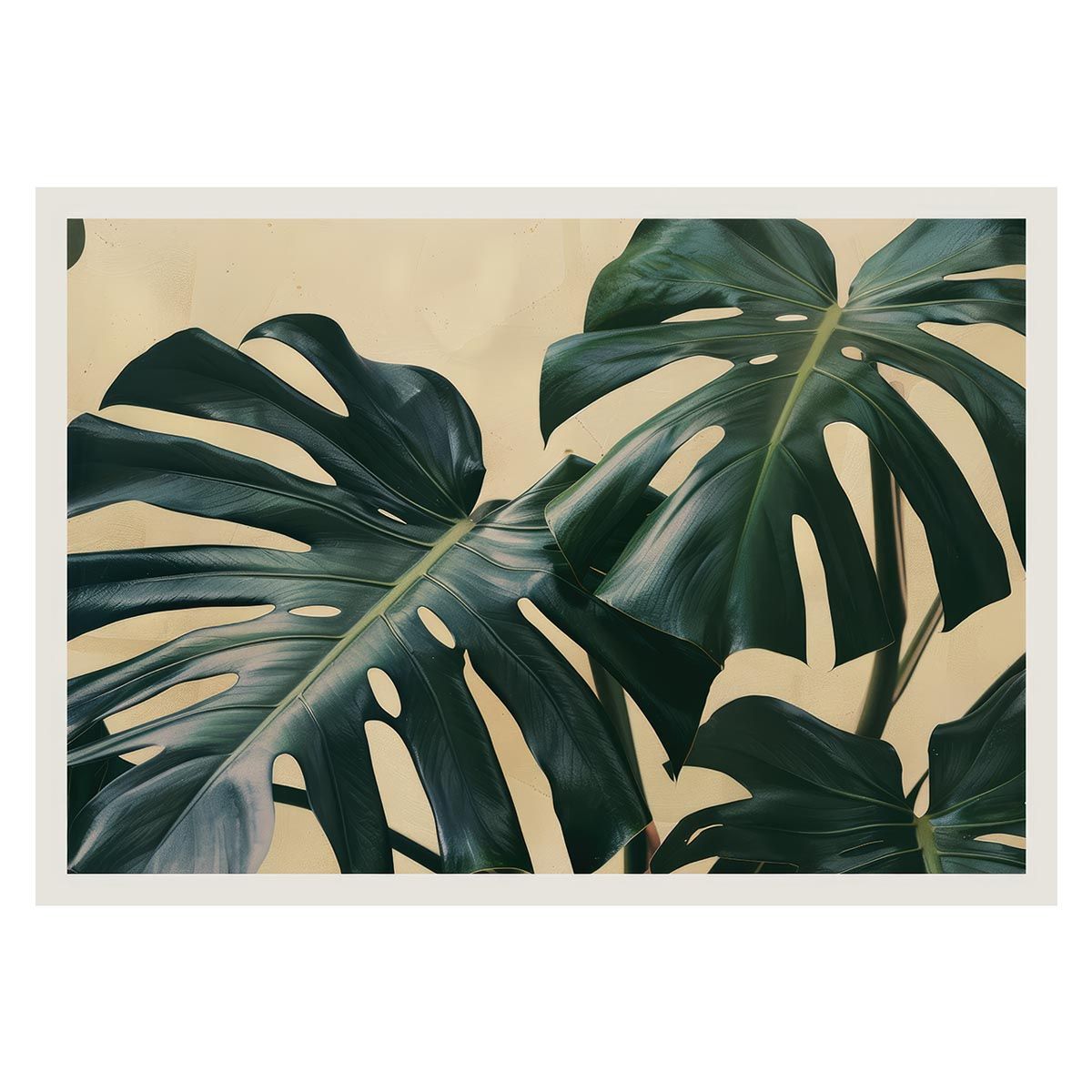 B1サイズ（約73x103cm）】【lh-poster-4413】モンステラポスター