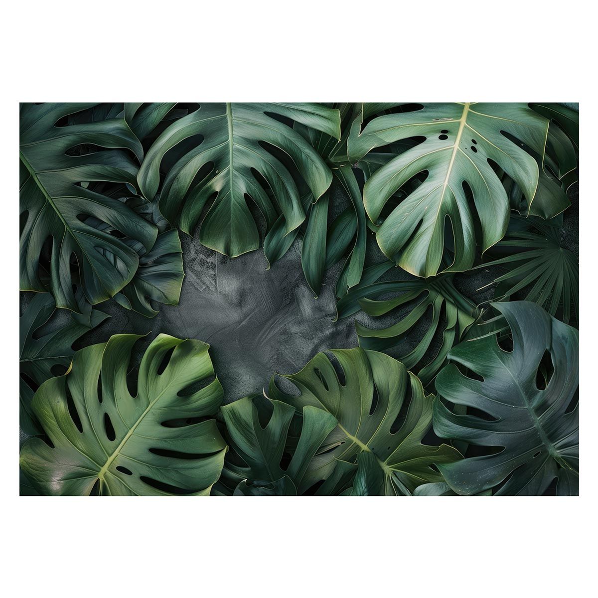 B1サイズ（約73x103cm）】【lh-poster-4423】モンステラポスター