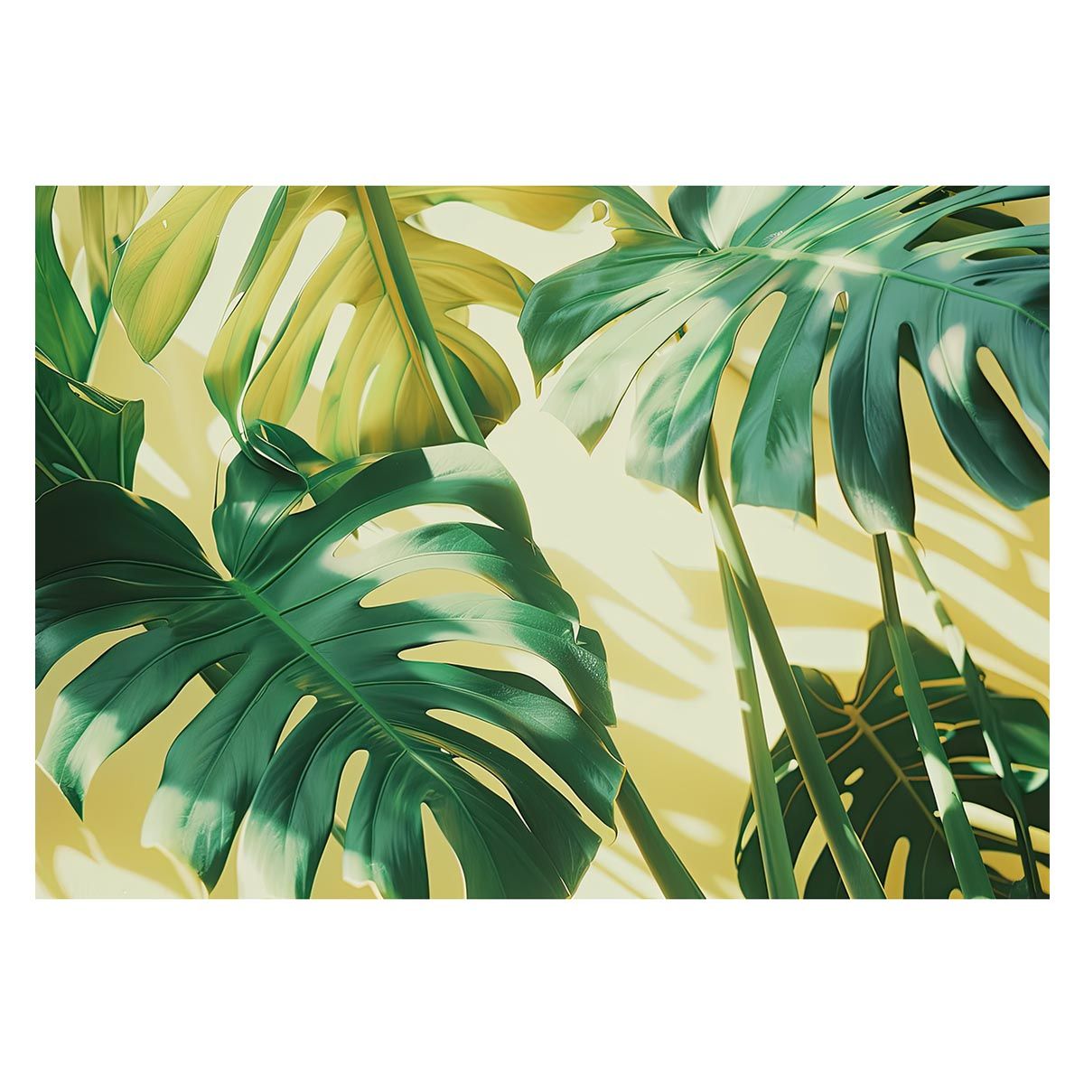 A2サイズ（約42x59cm）】【lh-poster-4429】モンステラポスター