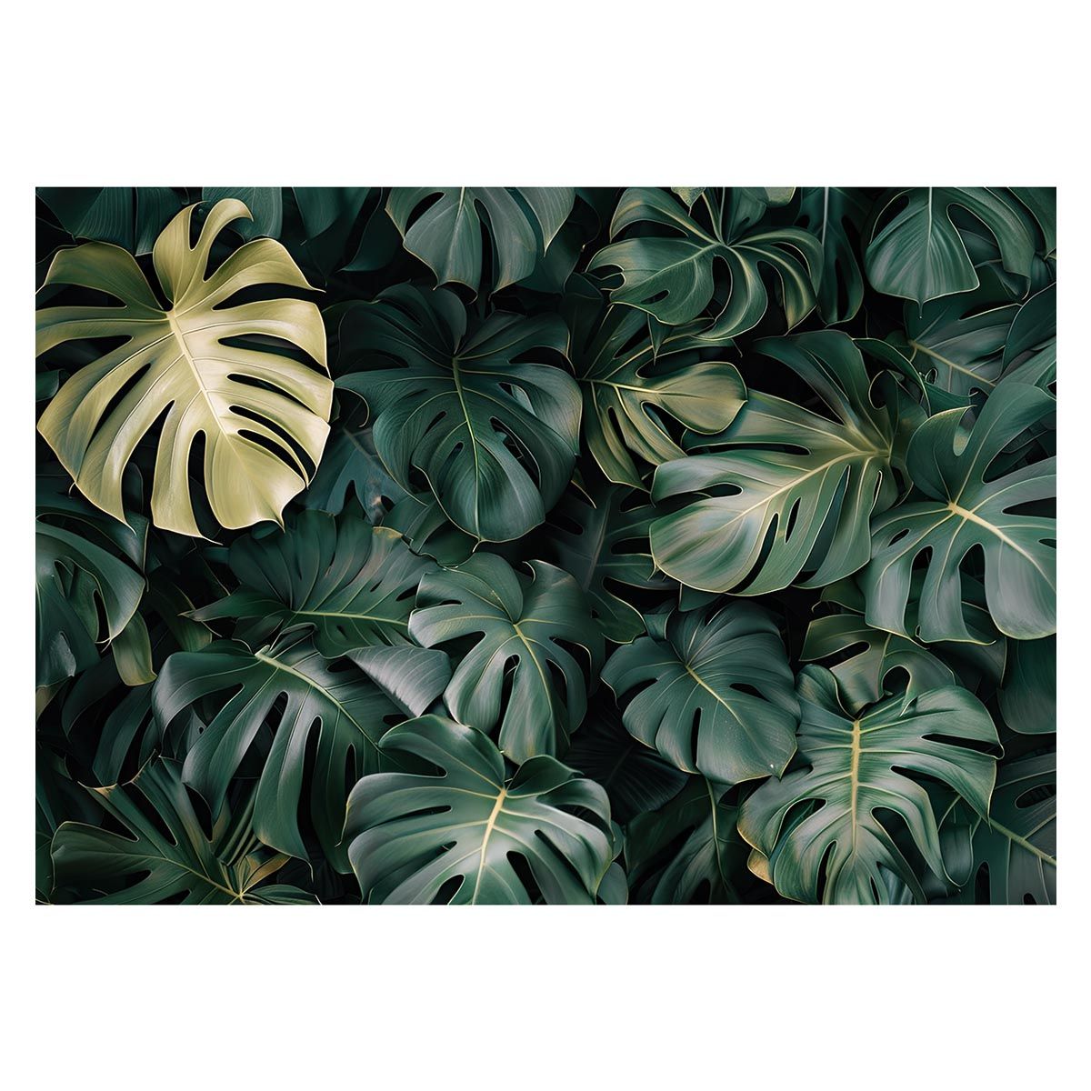 【B2サイズ（約51x73cm）】【lh-poster-4442】モンステラポスター トロピカル 熱帯植物 ハワイアン ボルシギアナ デリシオーサ アダンソニー 葉っぱ グリーン 植物 南国 インテリア アート