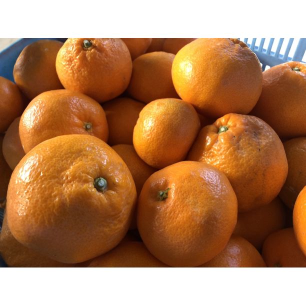 みかん 3枚セット 三ケ日みかん 青島【秀品】Lサイズ3kg(23個前後) ミカン 果物 くだもの