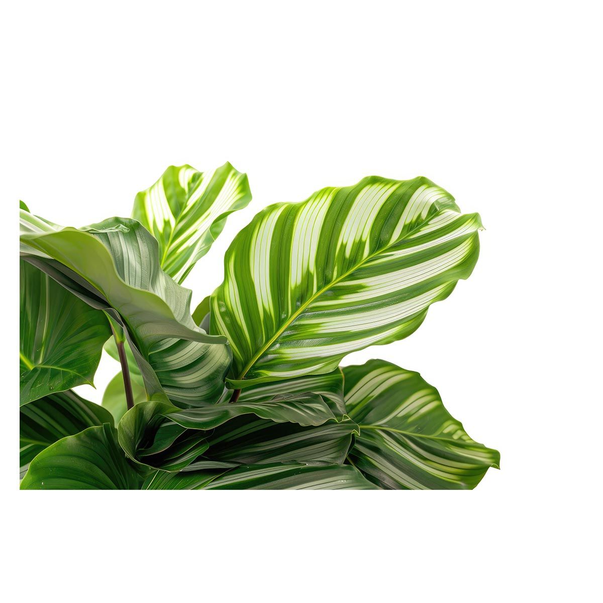 A3サイズ（約30×42cm）】【lh-poster-4514】植物 グリーン 葉っぱ 観葉