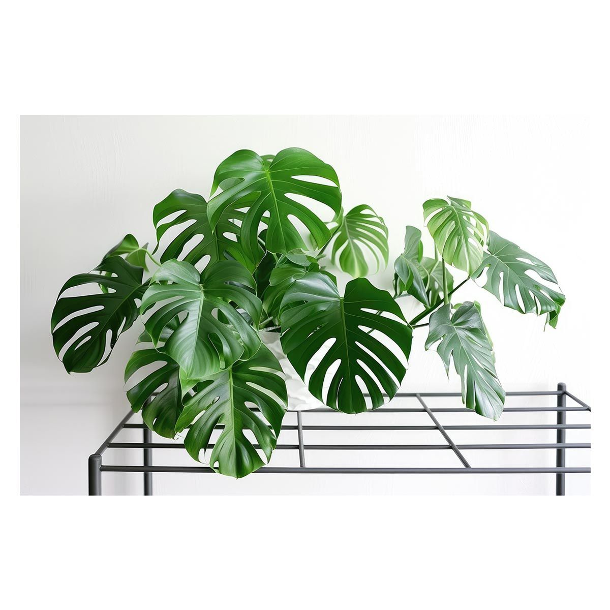 インテリア小物 【A1サイズ（約59x84cm）】【lh-poster-4522】植物 グリーン 葉っぱ 観葉 ポスター ボタニカル 草 自然 インテリア アート