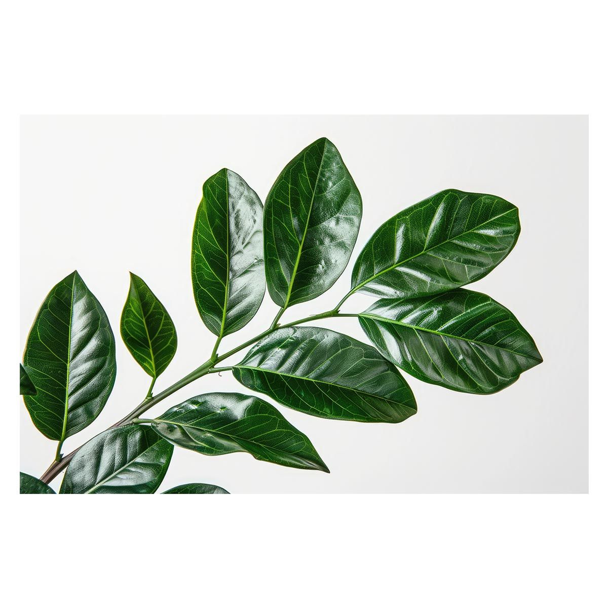 A1サイズ（約59x84cm）】【lh-poster-4530】植物 グリーン 葉っぱ 観葉