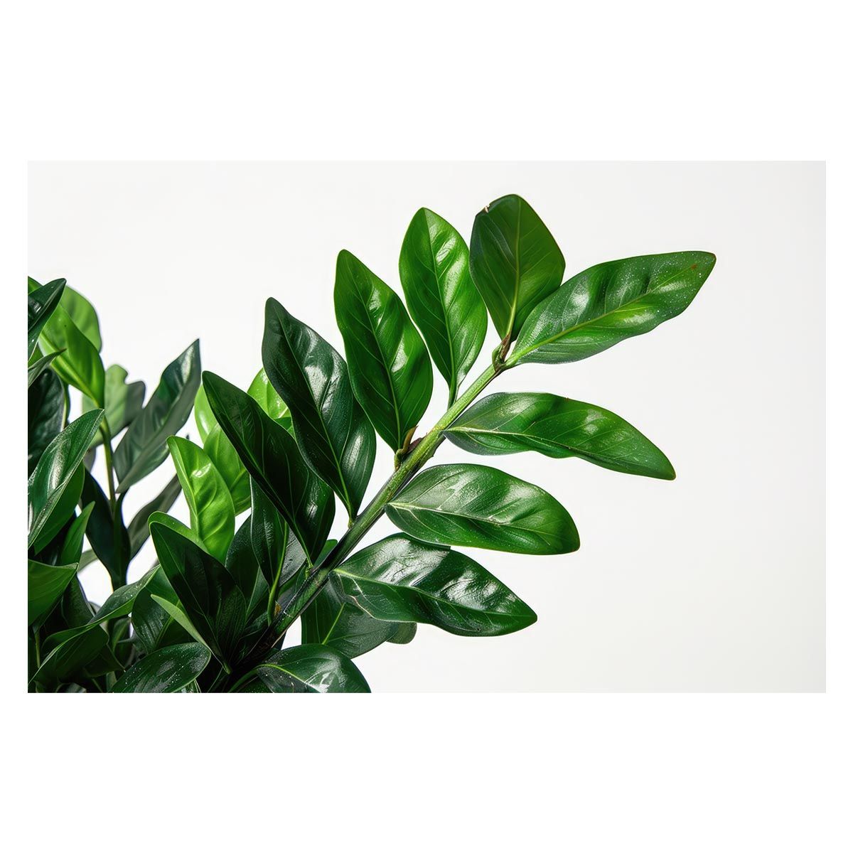 B2サイズ（約51x73cm）】【lh-poster-5031】植物 グリーン 葉っぱ 観葉