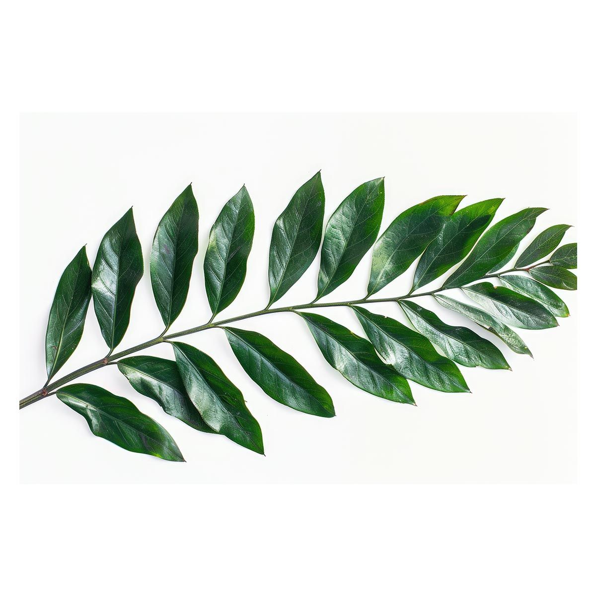 B1サイズ（約73x103cm）】【lh-poster-4534】植物 グリーン 葉っぱ