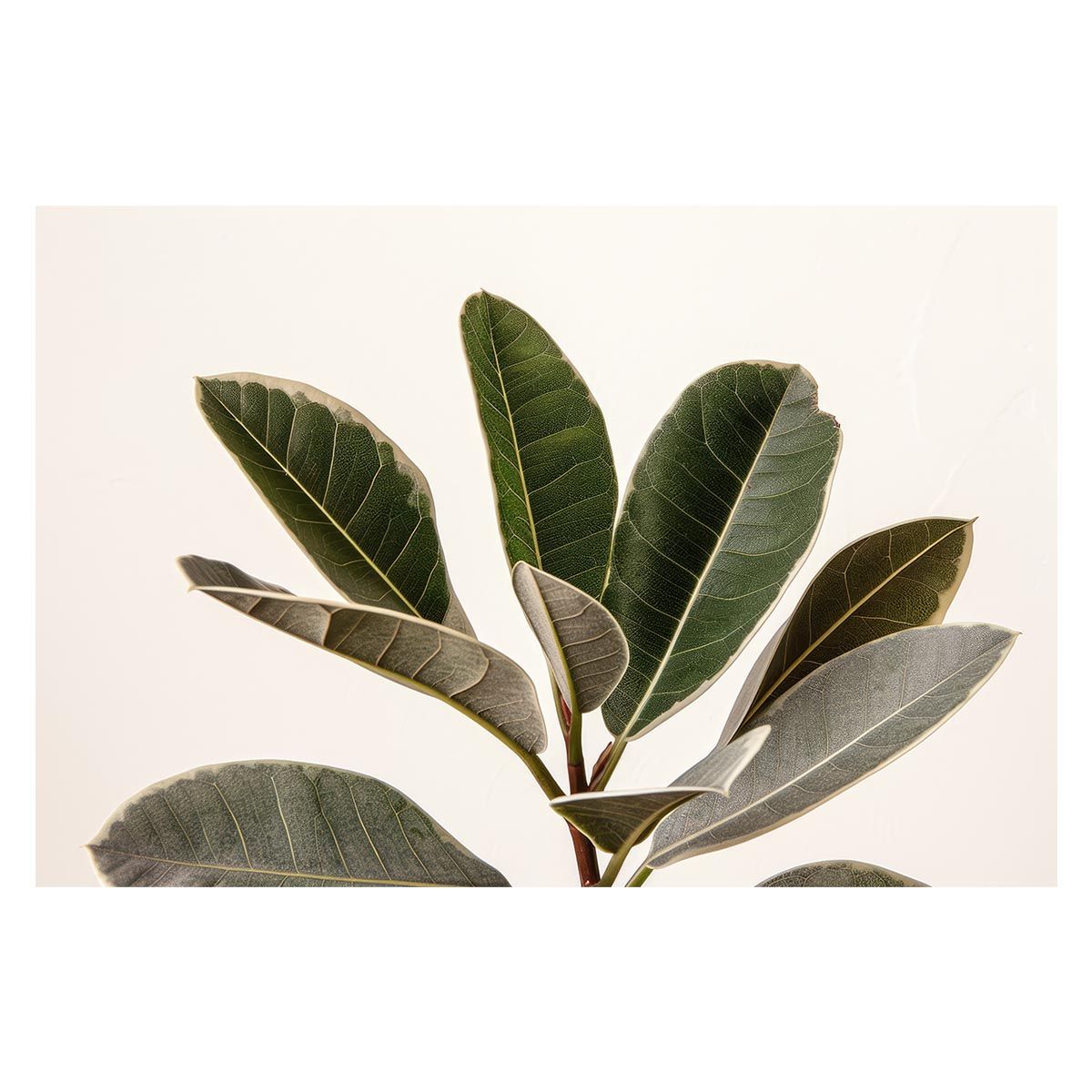 たけともさん専用 LACOSTE 上L 下Mサイズ たけともさん専用 LACOSTE 上L 下Mサイズ