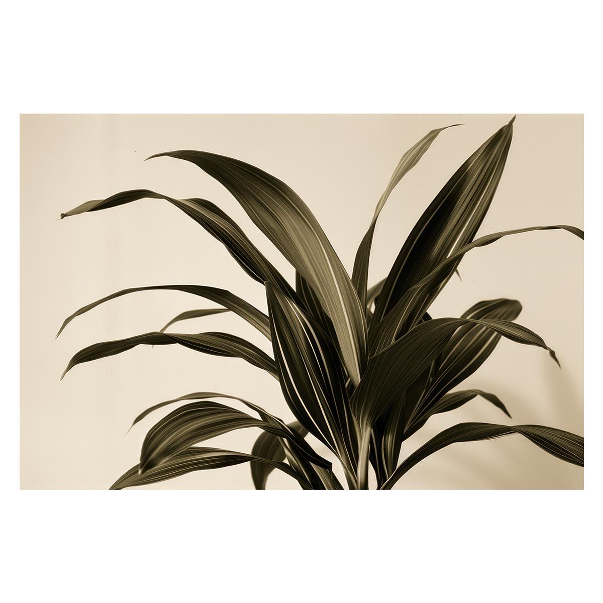 【A1サイズ（約59x84cm）】【lh-poster-4568】植物 グリーン 葉っぱ 観葉 ポスター ボタニカル 草 自然 インテリア アート