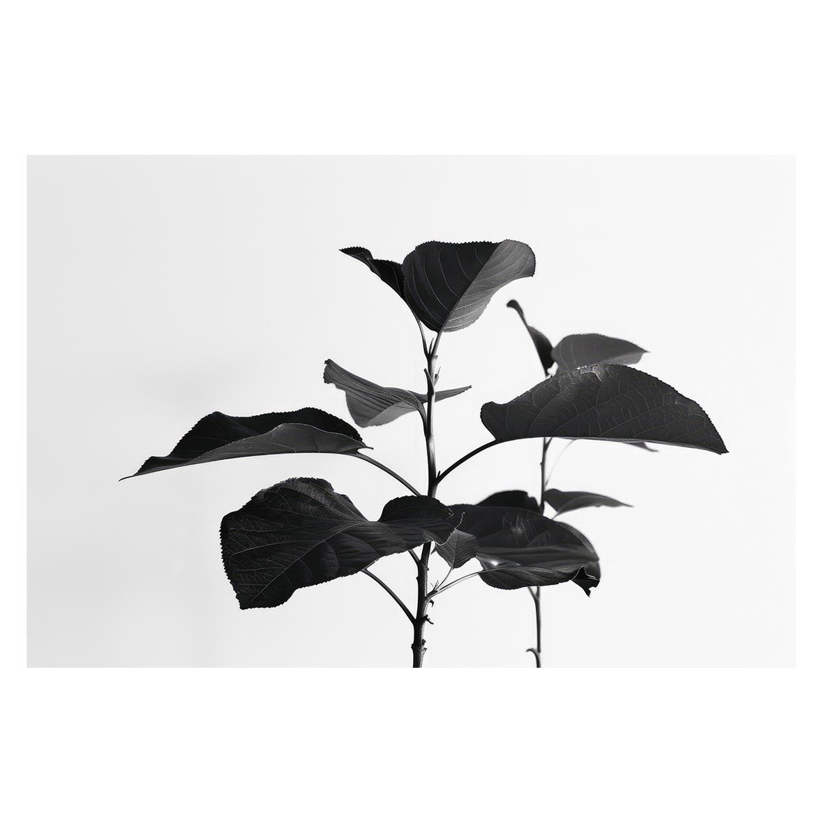 B1サイズ（約73x103cm）】【lh-poster-4578】植物 グリーン 注文