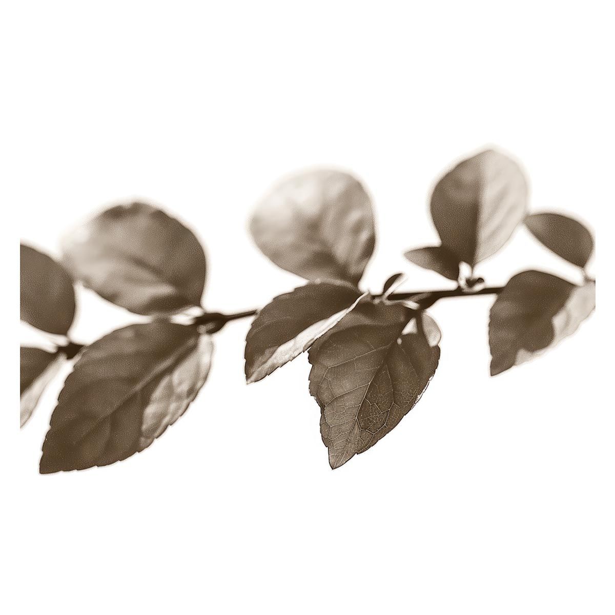 ハイビスカス様専用 フルイドオレオ100mL3本