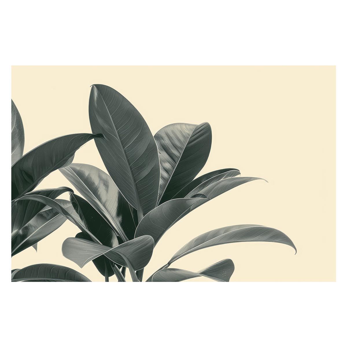 B 約51 x 73 cm lh poster 4588 ゴムの木 フィカス 植物 グリーン 葉っぱ 観葉 ポスター ボタニカル 草 自然 インテリア アート