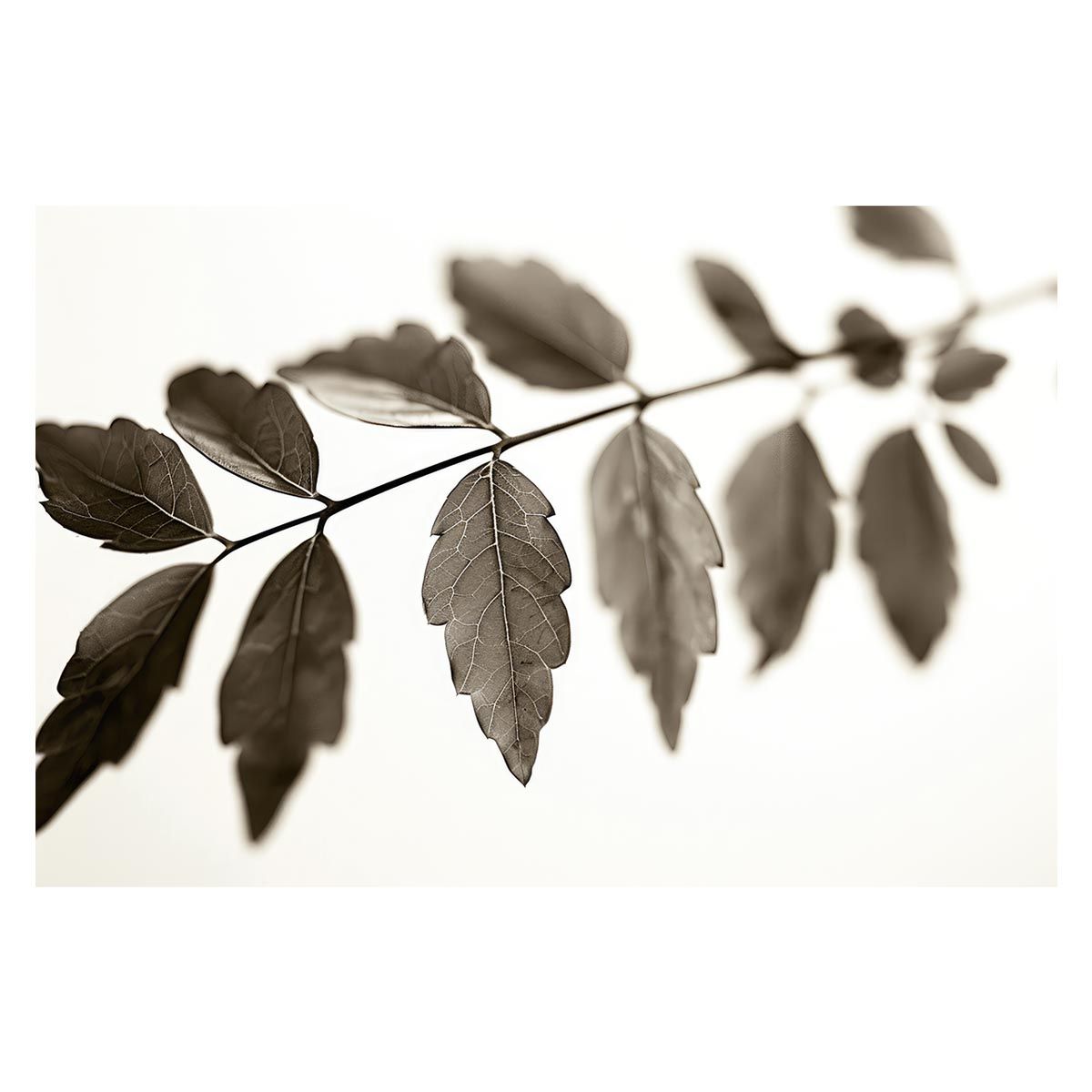 A 約59 x 84 cm lh-poster-4592 植物 グリーン 葉っぱ 観葉 ポスター ボタニカル 草 自然 インテリア アート