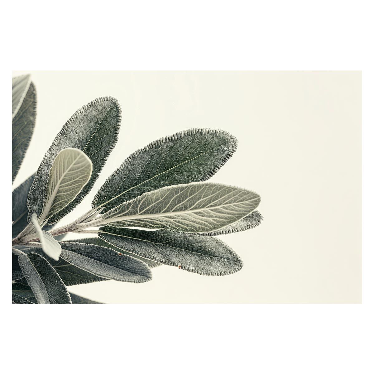 A 約42 x 59 cm lh-poster-4593 植物 グリーン 葉っぱ 観葉 ポスター ボタニカル 草 自然 インテリア アート