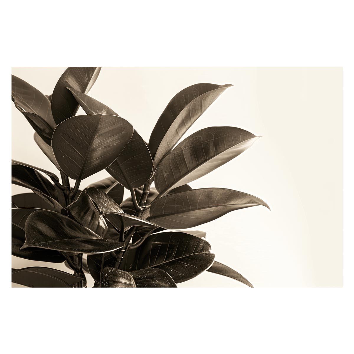 A 約42 x 59 cm lh poster 4596 ゴムの木 フィカス 植物 グリーン 葉っぱ 観葉 ポスター ボタニカル 草 自然 インテリア アート