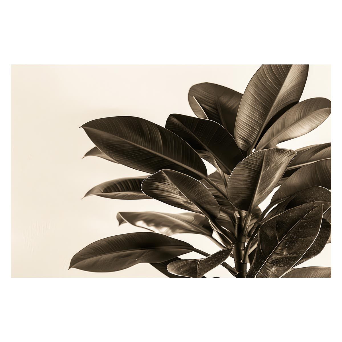 A 約42 x 59 cm lh poster 4597 ゴムの木 フィカス 植物 グリーン 葉っぱ 観葉 ポスター ボタニカル 草 自然 インテリア アート