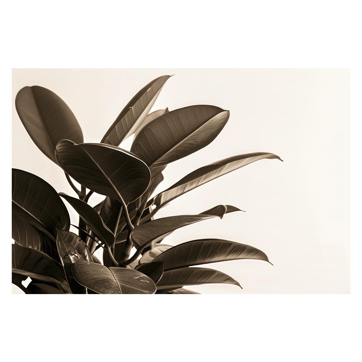 A 約84 x 119 cm lh poster 4598 ゴムの木 フィカス 植物 グリーン 葉っぱ 観葉 ポスター ボタニカル 草 自然 インテリア アート