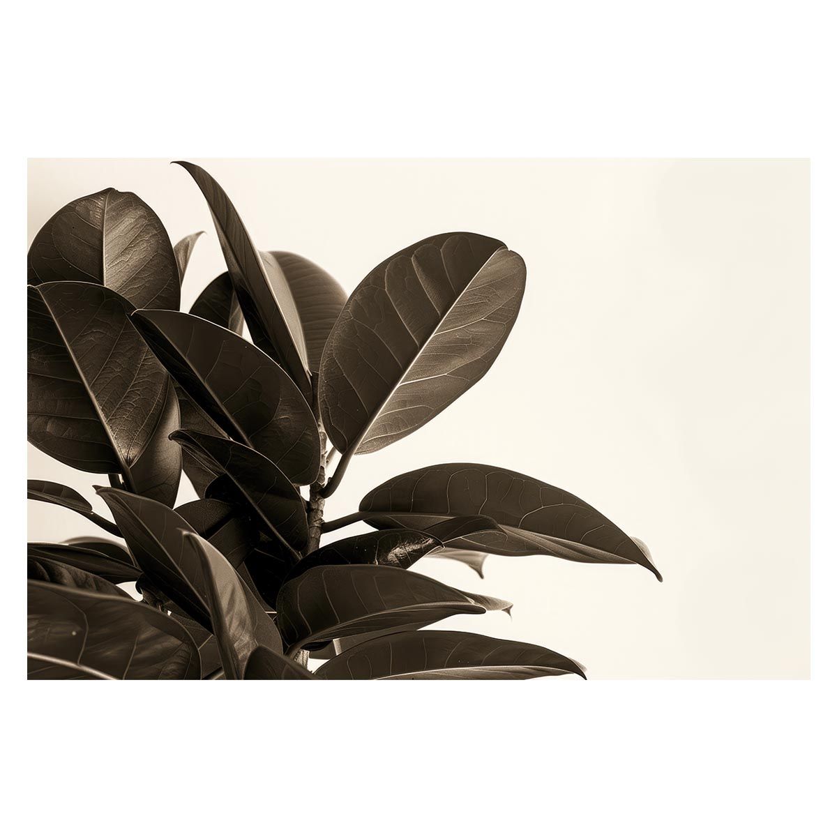 A 約42 x 59 cm lh poster 4599 ゴムの木 フィカス 植物 グリーン 葉っぱ 観葉 ポスター ボタニカル 草 自然 インテリア アート