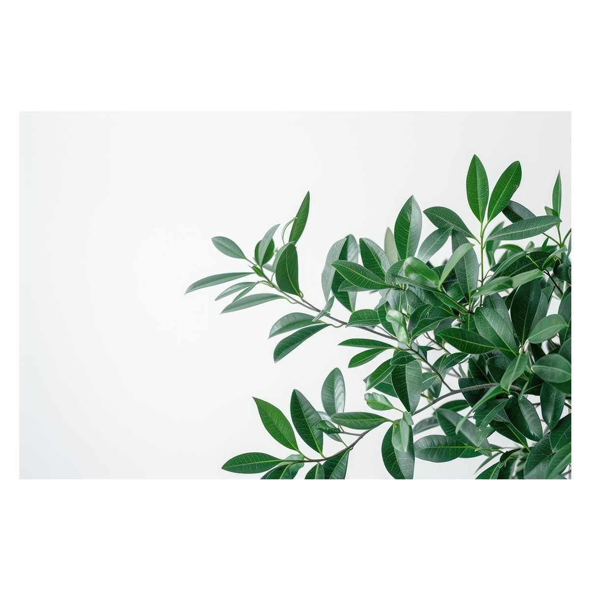 B 約51 x 73 cm lh-poster-4608 植物 グリーン 葉っぱ 観葉 ポスター ボタニカル 草 自然 インテリア アート