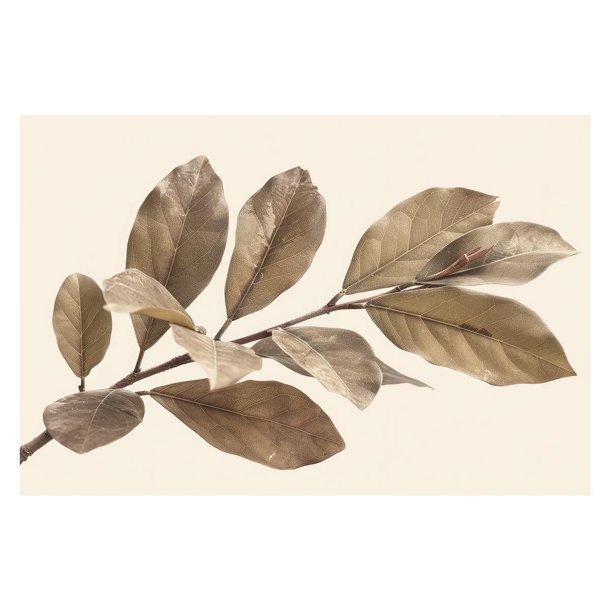 B 約51 x 73 cm lh-poster-4612 植物 グリーン 葉っぱ 観葉 ポスター ボタニカル 草 自然 インテリア アート