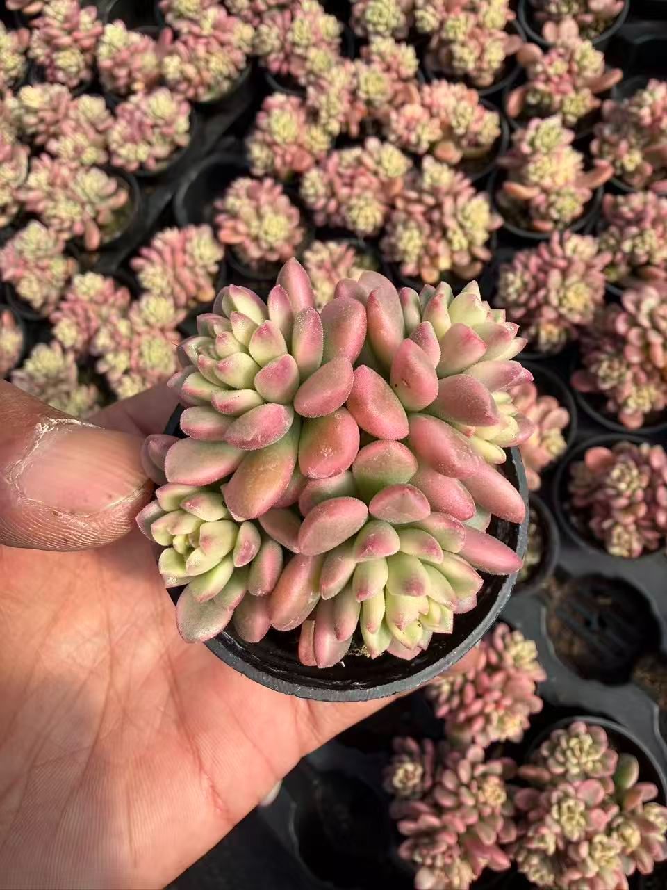 MT694×50株 タロックニシキ 抜き苗 多肉植物 アエオニウム エケベリア