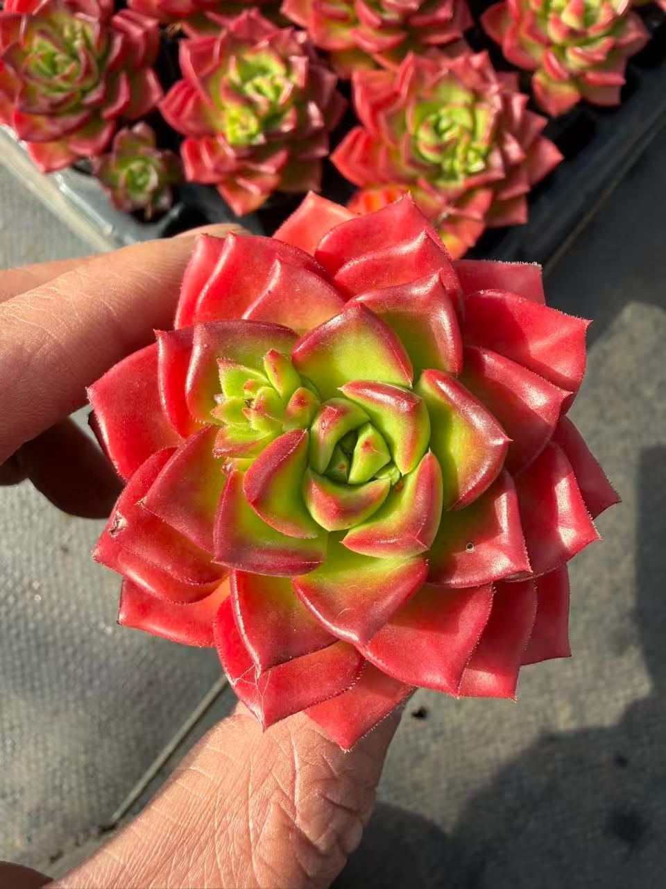 MT740×50鉢 土鉢付き 多肉植物 アエオニウム エケベリア サボテン 韓国