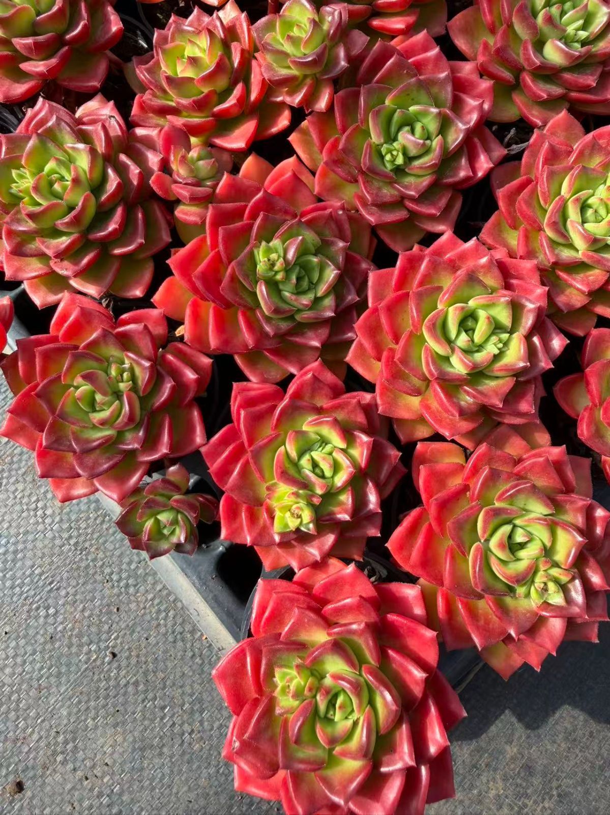 MT740×50鉢 土鉢付き 多肉植物 アエオニウム エケベリア サボテン 韓国