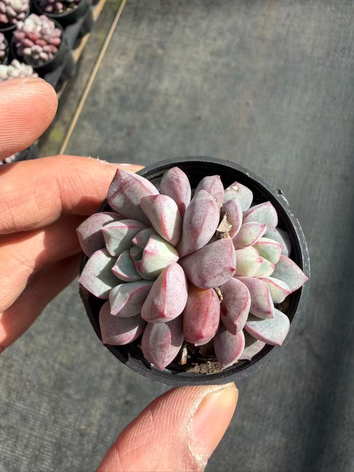 B546 花団錦 土鉢付き 15鉢 多肉植物 エケベリア 韓国苗 サボテン B546