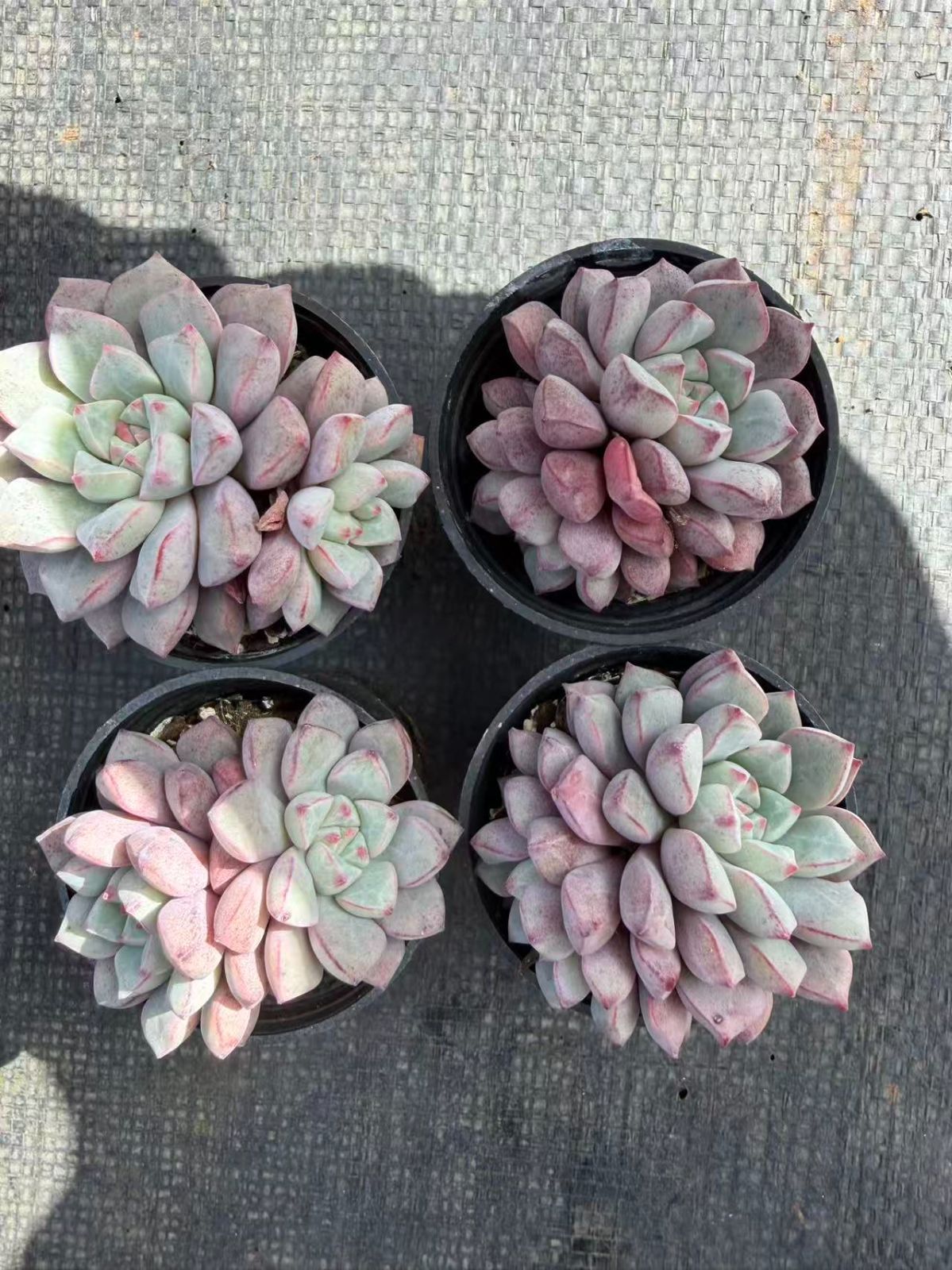 MT751×54鉢 サファイア 土鉢付き 多肉植物 アエオニウム エケベリア