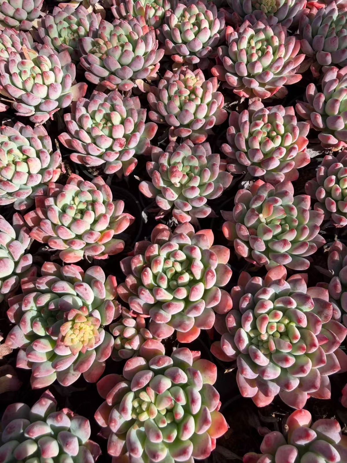 様 朱子玉 L455×105苗 土付き 多肉植物 エケベリア サボテン 韓 様