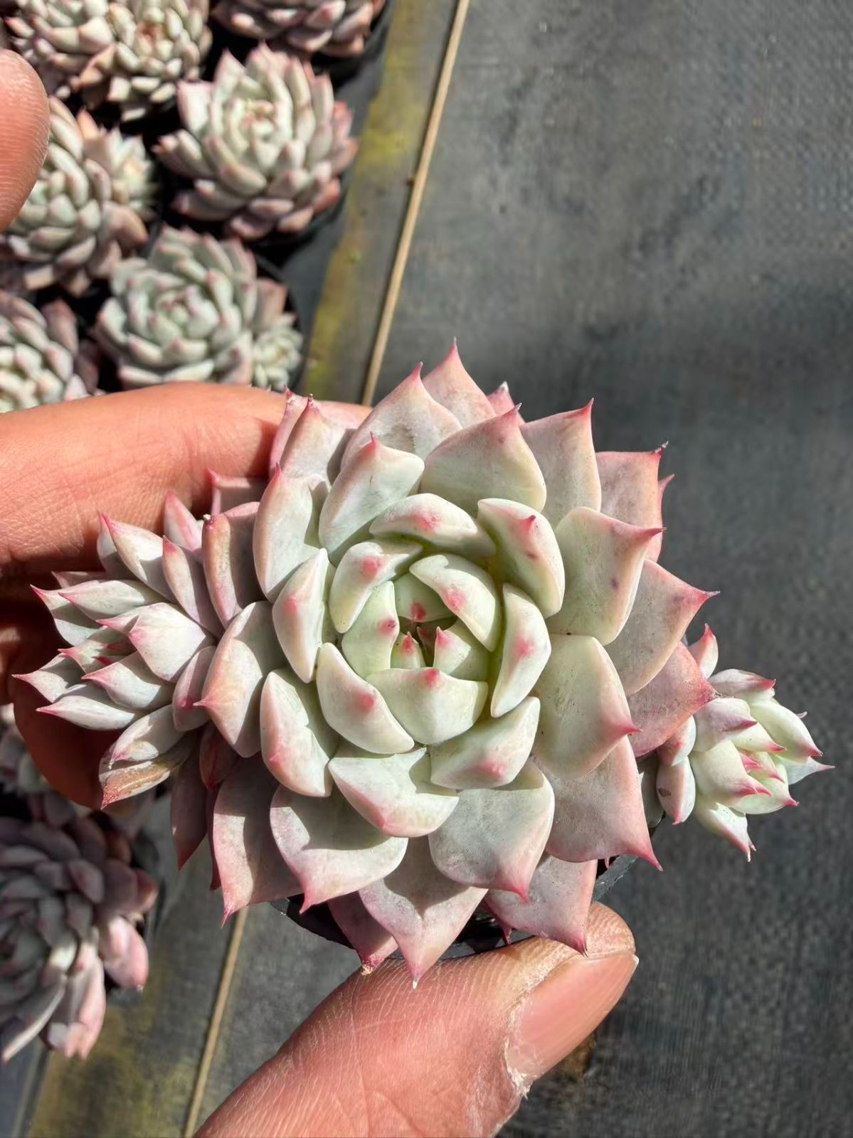 B546 花団錦 土鉢付き 15鉢 多肉植物 エケベリア 韓国苗 サボテン B546