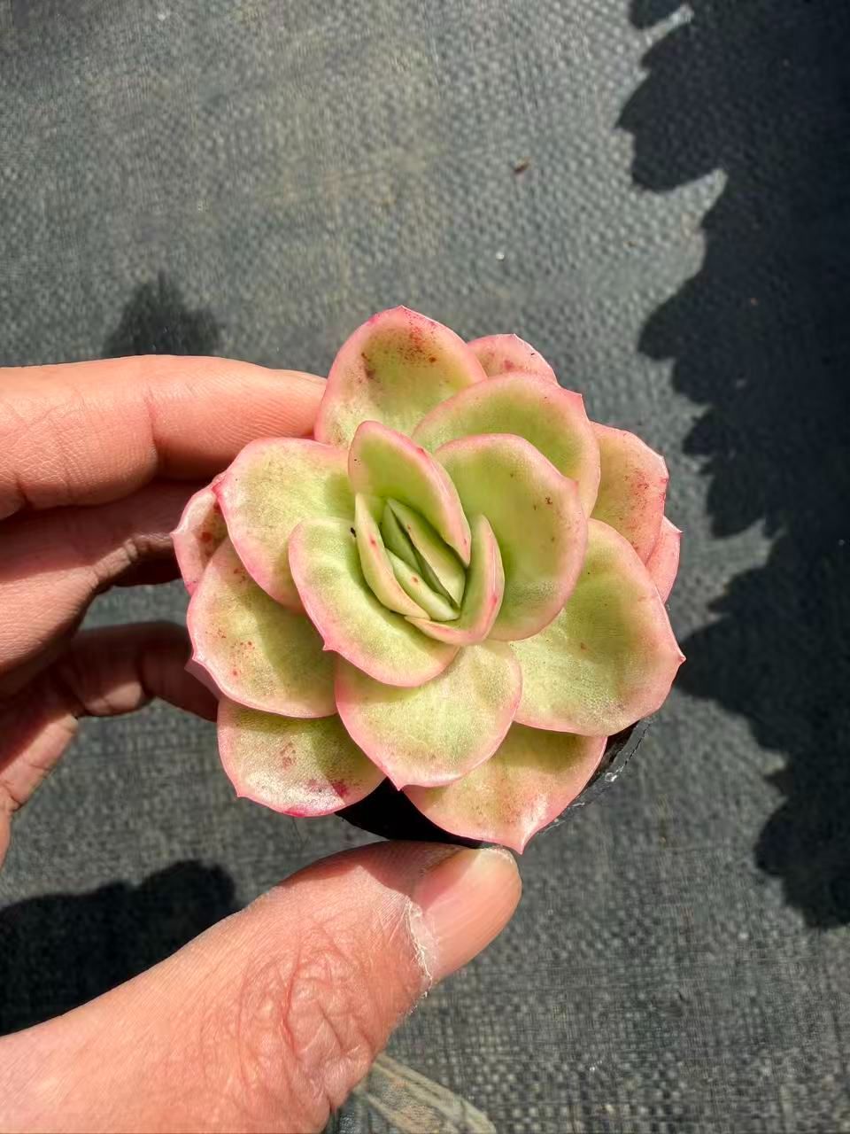 MT771×54鉢 アイスローズニシキ 土鉢付き 多肉植物 アエオニウム