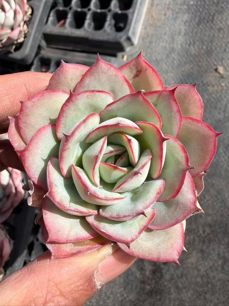 MT775×54鉢 パラメラ 土鉢付き 多肉植物 アエオニウム エケベリア