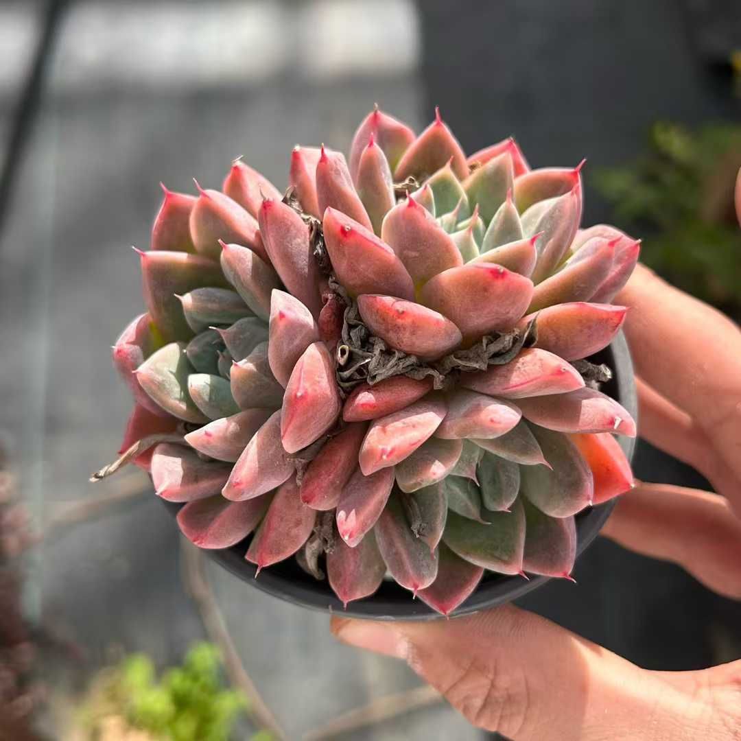 Z03×18株 ルモウレイ 抜き苗 多肉植物 アエオニウム エケベリア