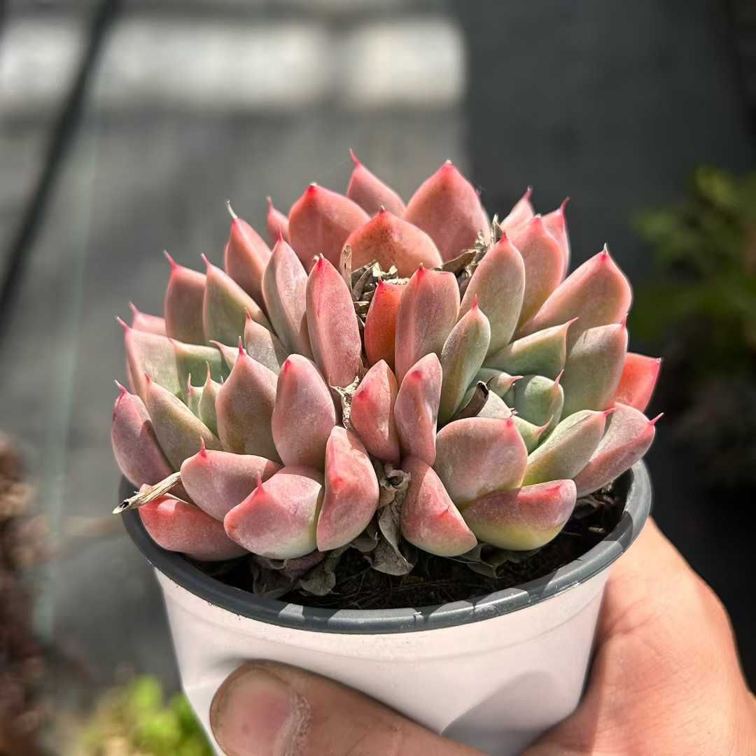 Z03×18株 ルモウレイ 抜き苗 多肉植物 アエオニウム エケベリア