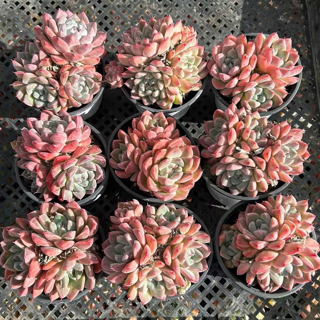 エ*肉様 Z917レッドライト50苗 抜き苗 多肉植物 エケベリア サボテン 韓 50株の抜き苗セット】レッドラブ 多肉植物 佐川急便発送 エケベリア