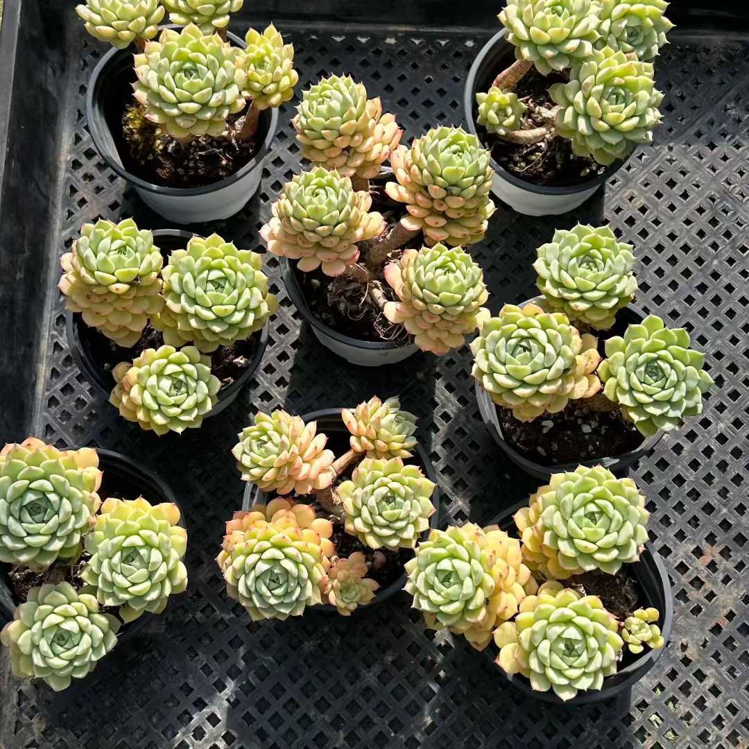 多肉植物　アラン　抜き苗　エケベリア Z08×18株 マカティミア 抜き苗 多肉植物 アエオニウム エケベリア