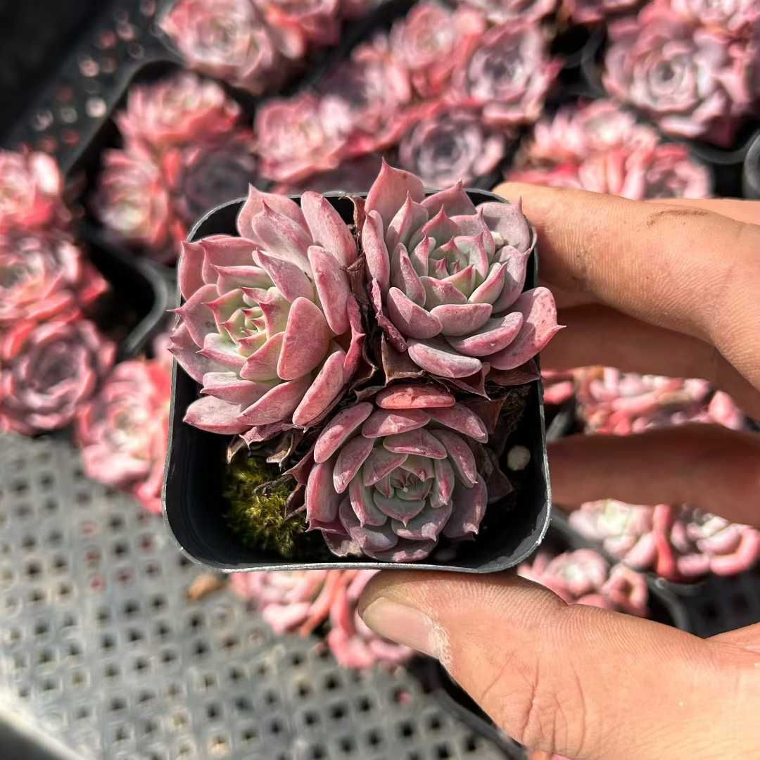 Z10×35株 ローレンス 抜き苗 多肉植物 アエオニウム エケベリア