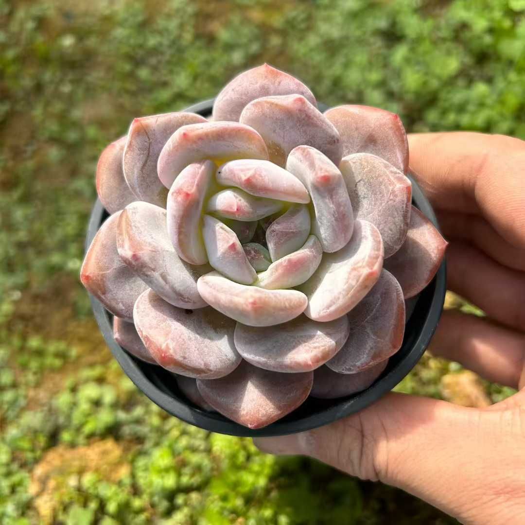 Z13×18株 モンロー 抜き苗 多肉植物 アエオニウム エケベリア サボテン