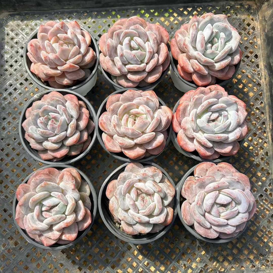 Z13×18株 モンロー 抜き苗 多肉植物 アエオニウム エケベリア サボテン