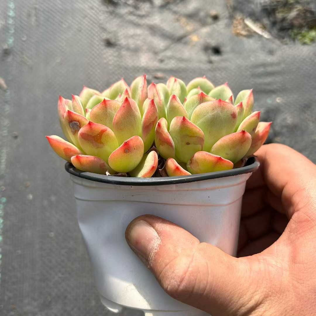 い*ご様 K1185　粉月影　70株　多肉植物 抜き苗 エケベリア 韓国苗 い*ご様 K1185 粉月影 70株 多肉植物 抜き苗 エケベリア 韓国苗