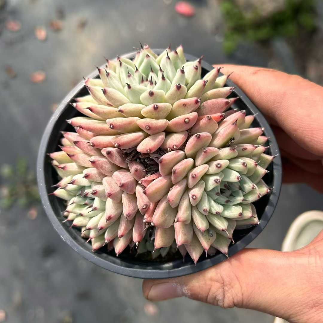 Z16×18株 ミドリツメ 抜き苗 多肉植物 アエオニウム エケベリア