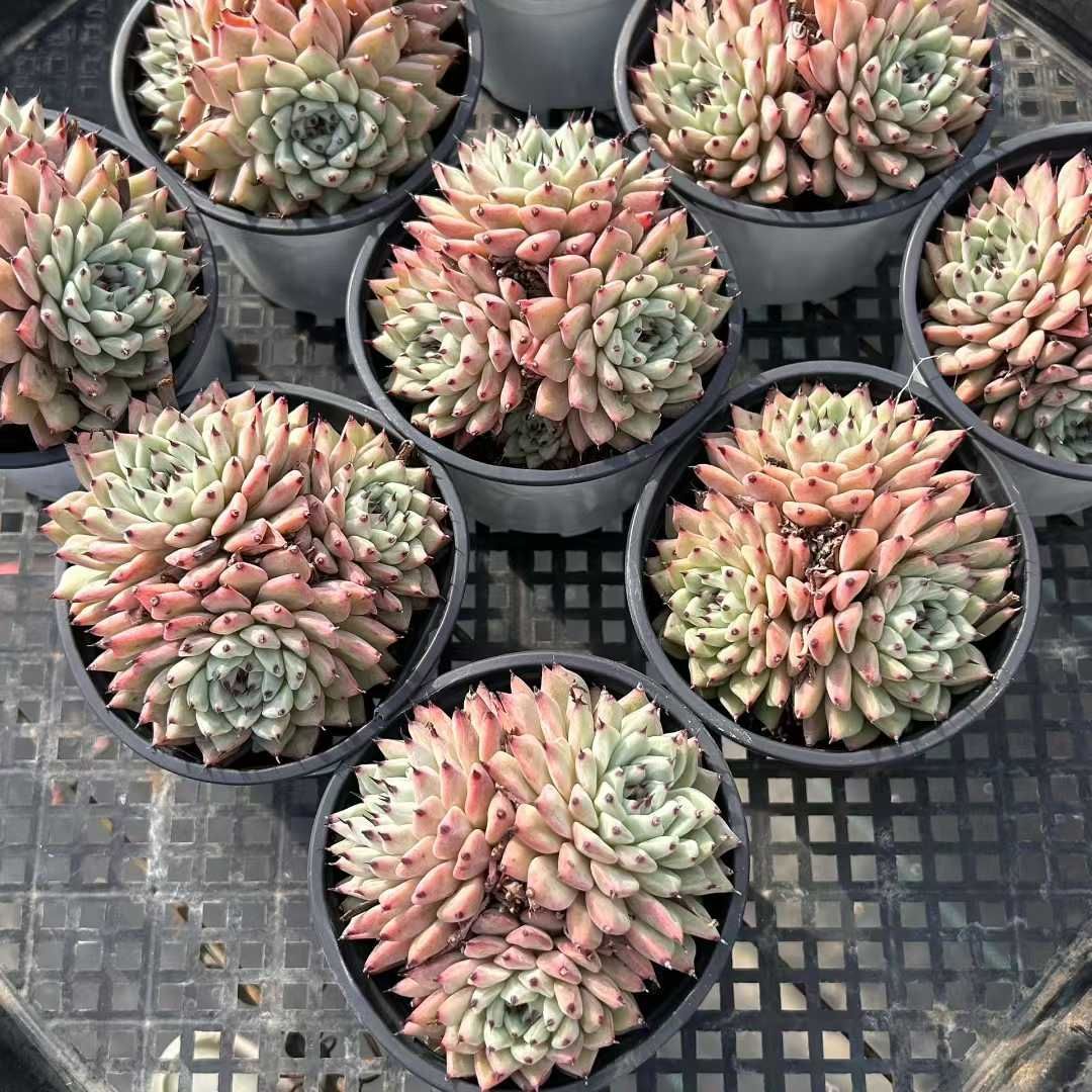 Z16×18株 ミドリツメ 抜き苗 多肉植物 アエオニウム エケベリア