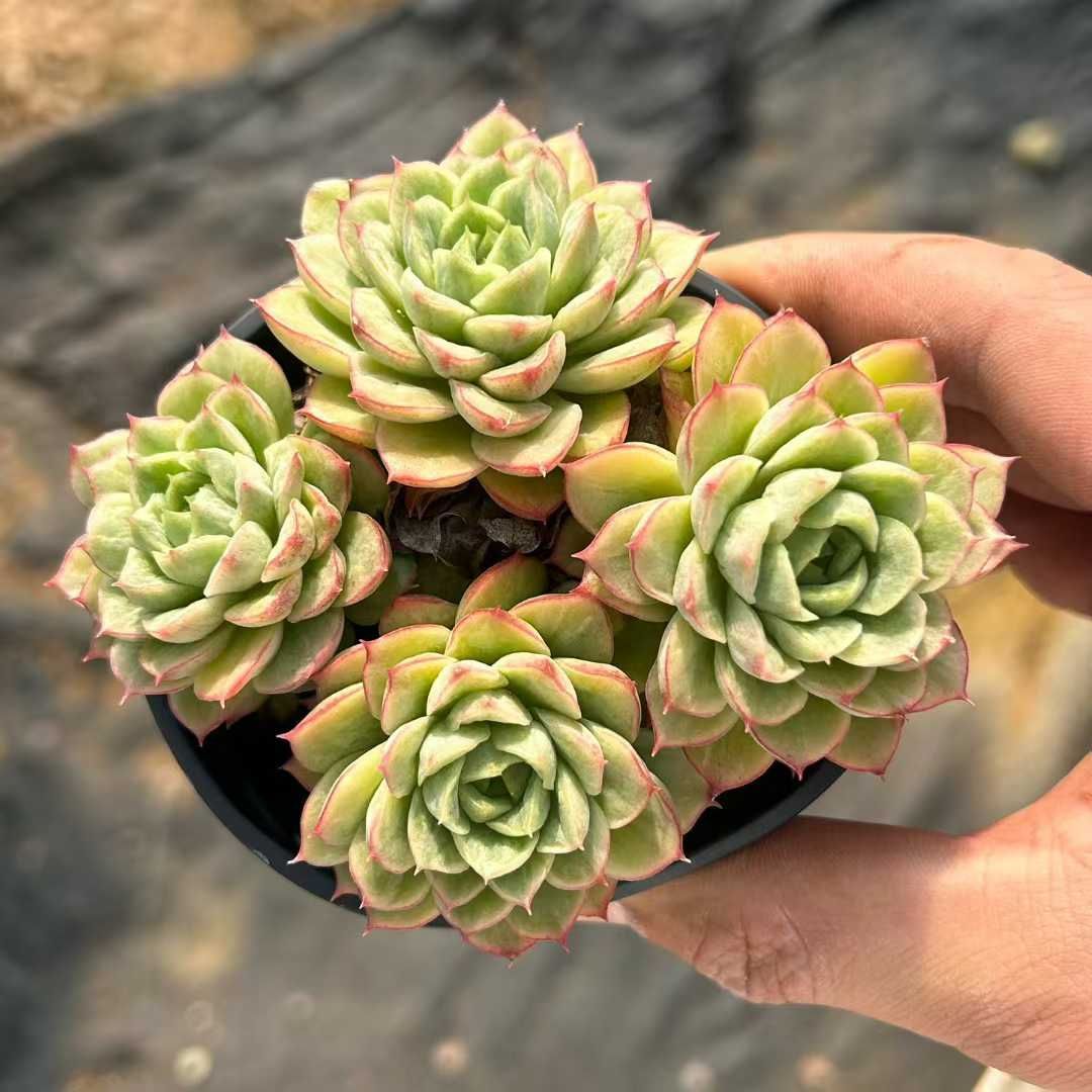 多肉植物　サブリム　◇抜き苗◇ 多肉植物 センペルビブム 抜き苗 すべて 現品｜Yahoo!フリマ（旧PayPay